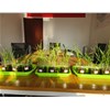 腐植酸在抗小麦倒伏上作用明显